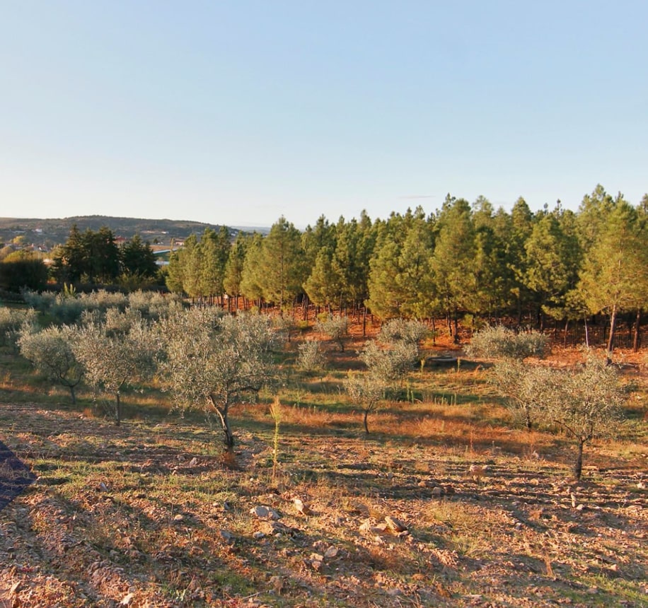 Two-storey villa on a large plot with a vineyard 18