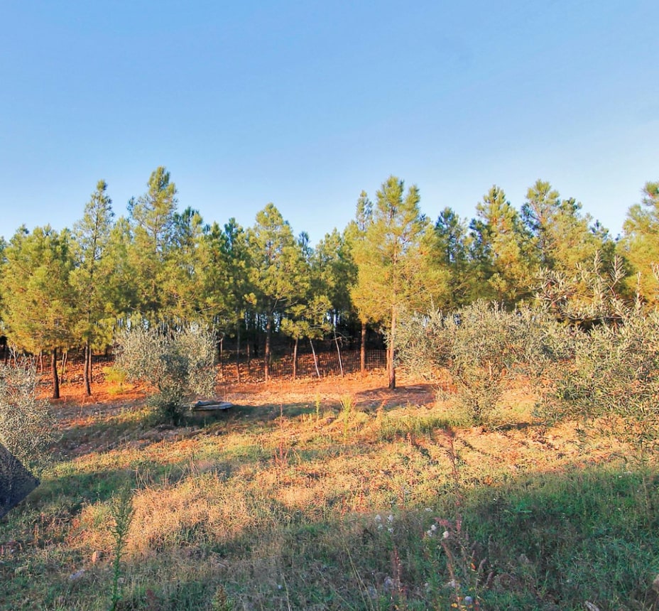 Two-storey villa on a large plot with a vineyard 19